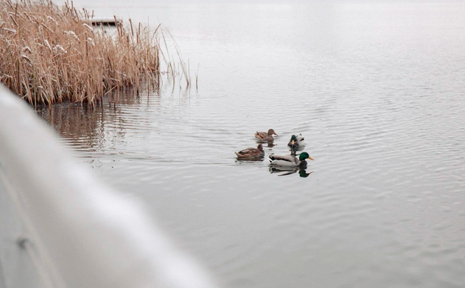 656x438 1 5633 3dc37083bccec23de702211c10b07dd54747x3165 0xSUM17HaP 2153609871674210837.jpg